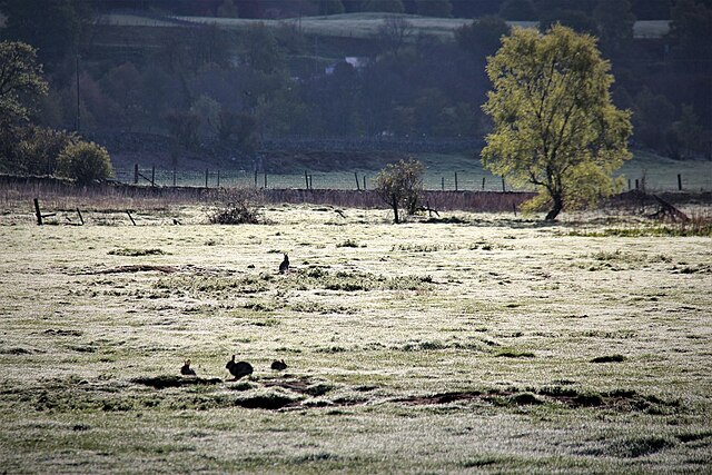 „Wodnikowe Wzgórze” Richarda Adamsa: recenzja